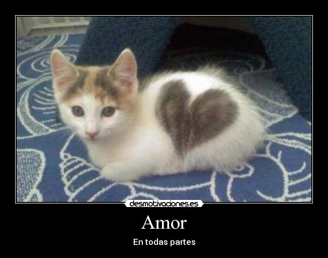 Amor - 