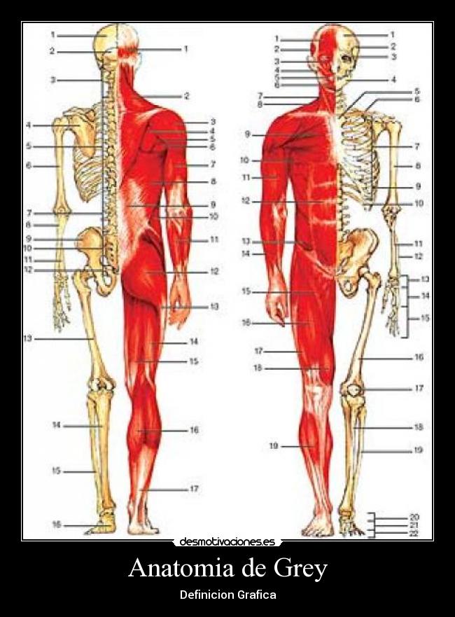 Anatomia de Grey - 