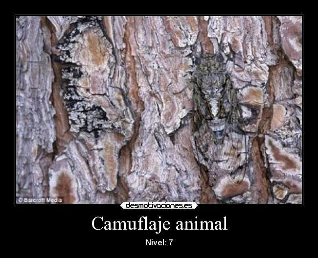 Camuflaje animal - Nivel: 7