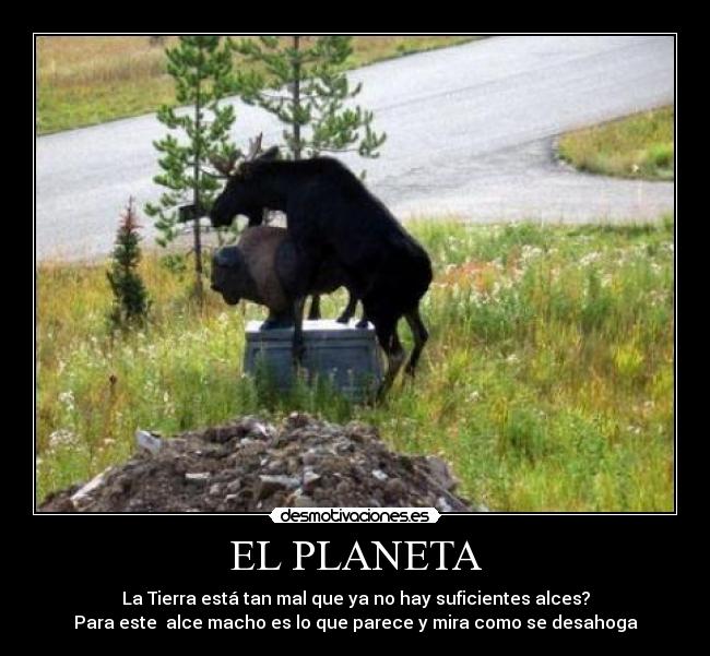 EL PLANETA - La Tierra está tan mal que ya no hay suficientes alces?
Para este alce macho es lo que parece y mira como se desahoga
