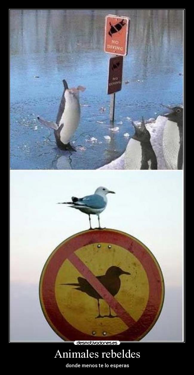 carteles animales guille desmotivaciones