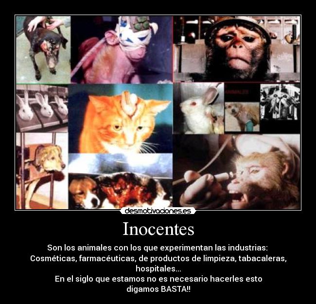 Inocentes - Son los animales con los que experimentan las industrias: 
Cosméticas, farmacéuticas, de productos de limpieza, tabacaleras, hospitales...
En el siglo que estamos no es necesario hacerles esto
digamos BASTA!!