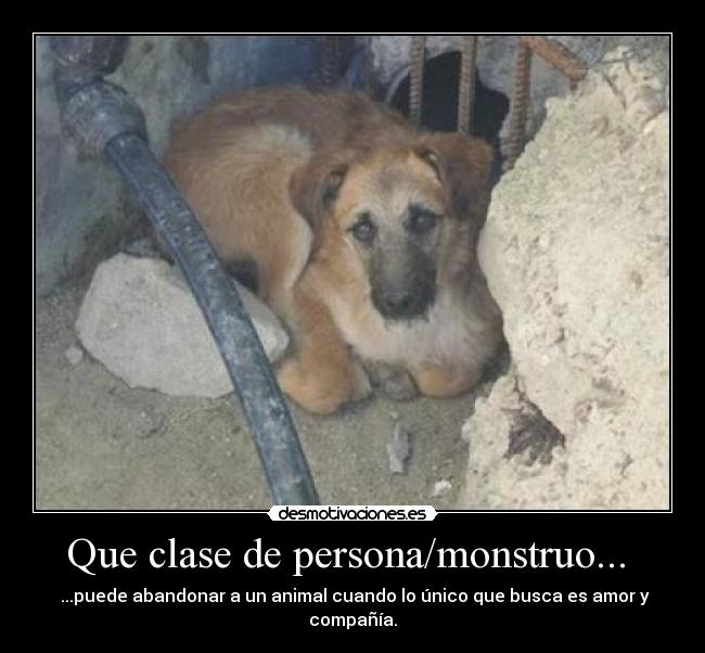 Que clase de persona/monstruo... - ...puede abandonar a un animal cuando lo único que busca es amor y compañía.