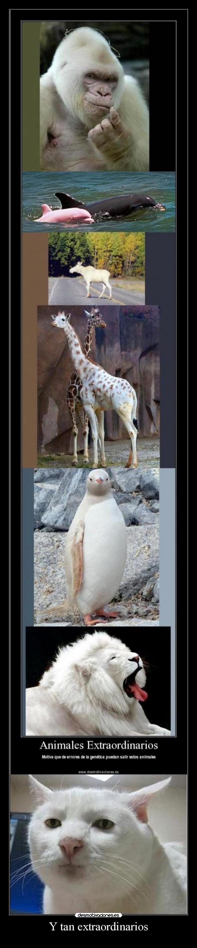 Y tan extraordinarios -