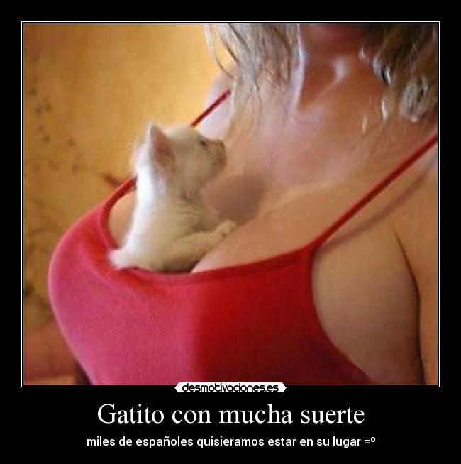Gatito con mucha suerte - 