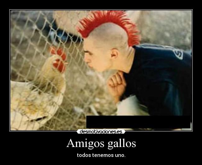 Amigos gallos - 