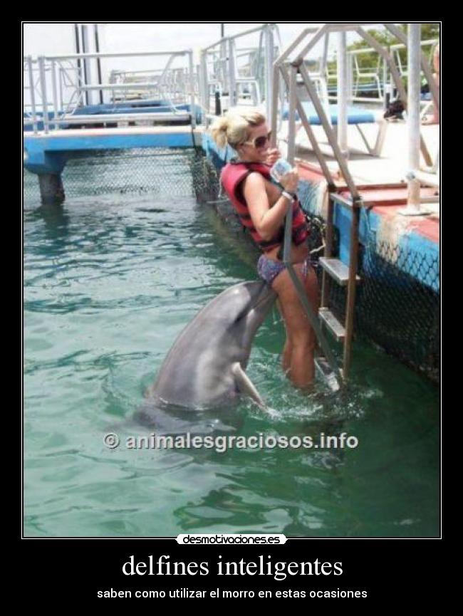 delfines inteligentes - saben como utilizar el morro en estas ocasiones