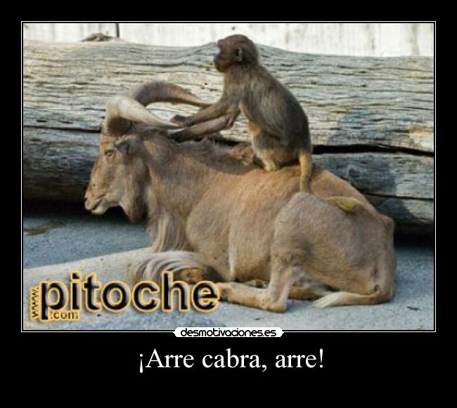 ¡Arre cabra, arre! - 