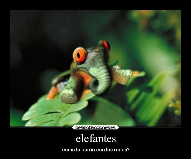 elefantes - como lo harán con las ranas?