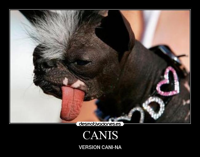 CANIS - VERSION CANI-NA