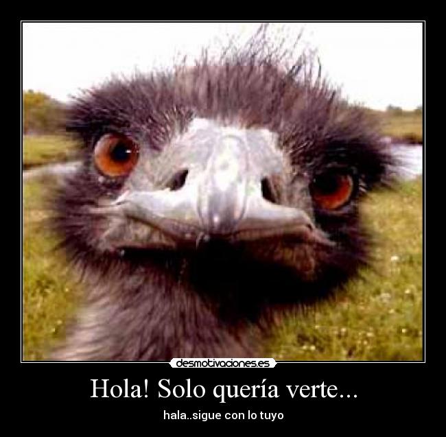 Hola! Solo quería verte... -