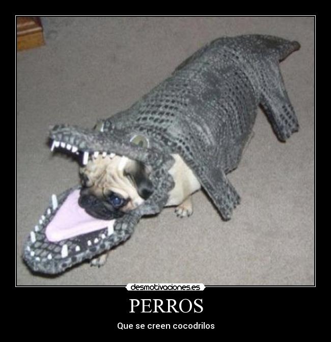 PERROS - Que se creen cocodrilos