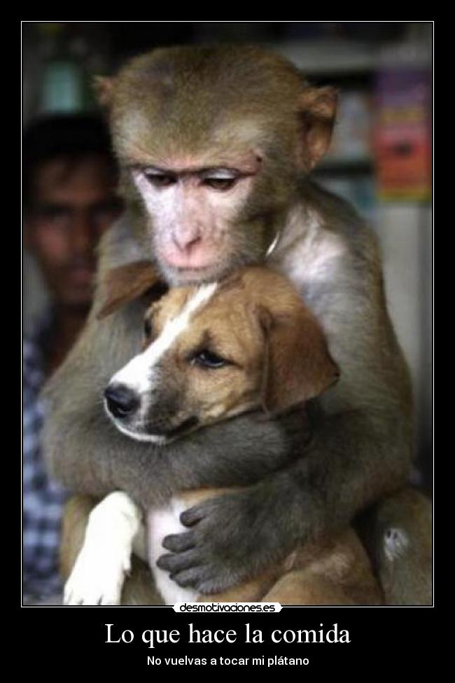 carteles comida animales desmotivaciones