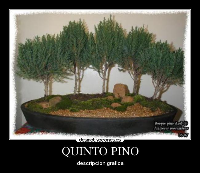 QUINTO PINO - 