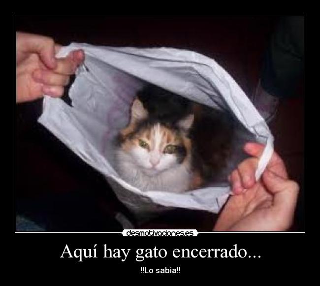 Aquí hay gato encerrado... -
