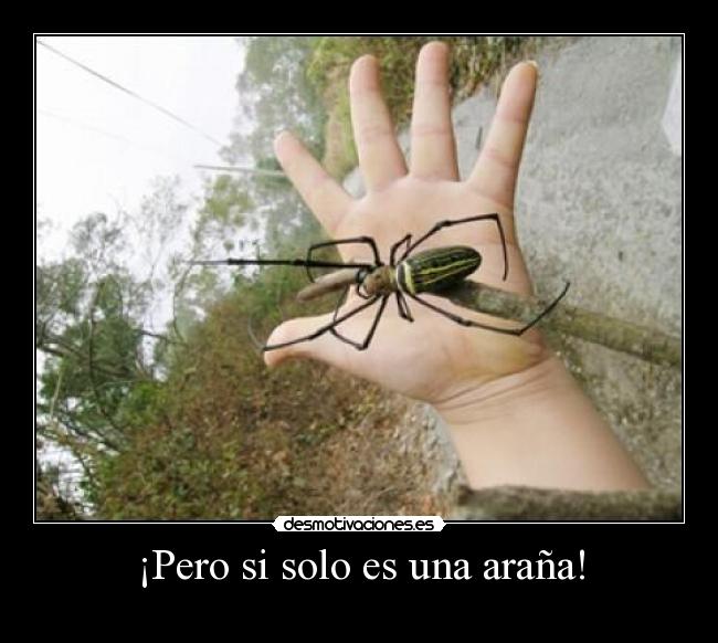 ¡Pero si solo es una araña! - 