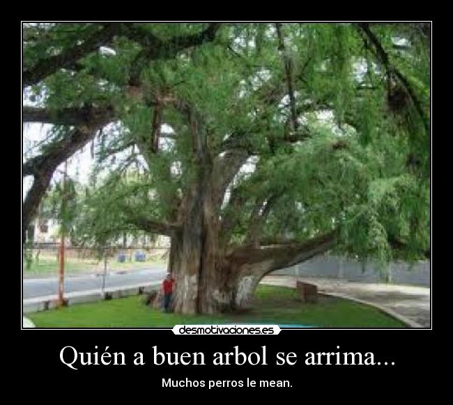 Quién a buen arbol se arrima... -