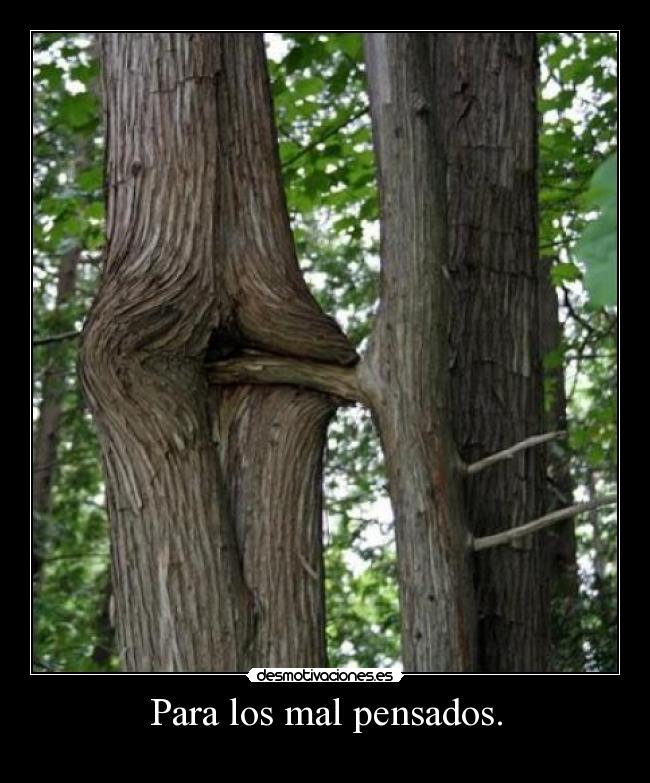 carteles arbol desmotivaciones