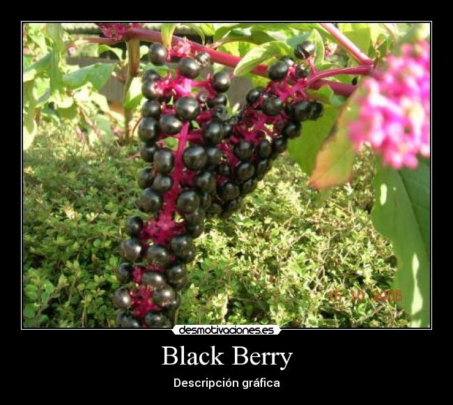 Black Berry - Descripción gráfica