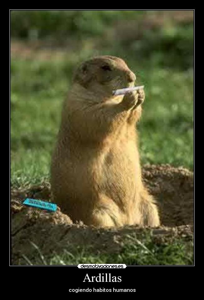 Ardillas - 
