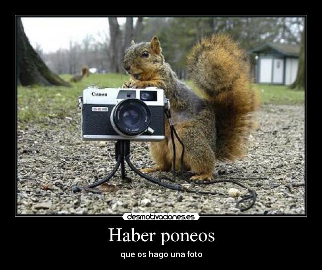 Haber poneos -