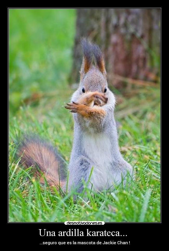 Una ardilla karateca... - ...seguro que es la mascota de Jackie Chan !