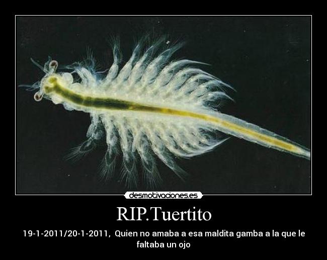 carteles muerte desmotivaciones