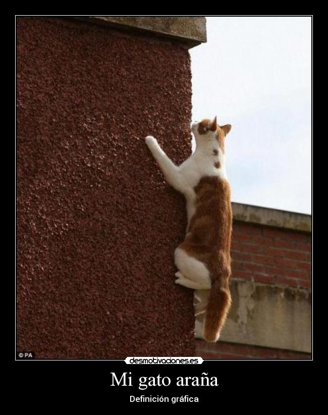 Mi gato araña - Definición gráfica