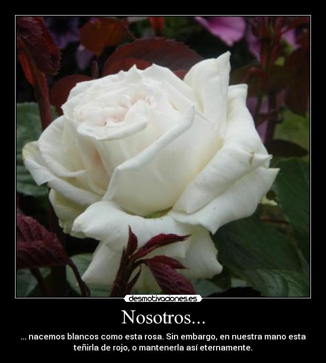 Nosotros... -