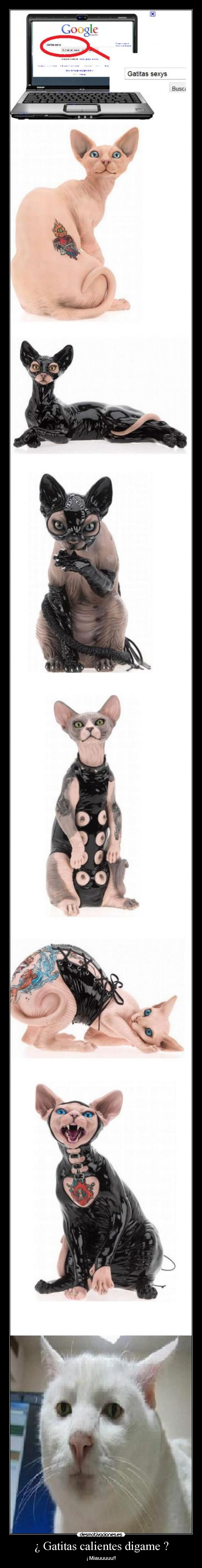 ¿ Gatitas calientes digame ? - 