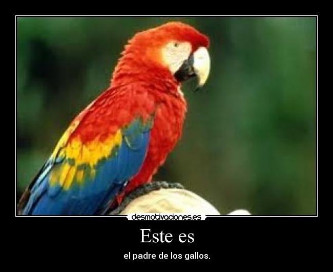 Este es - el padre de los gallos.