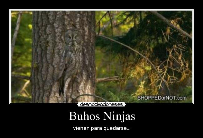 Buhos Ninjas -