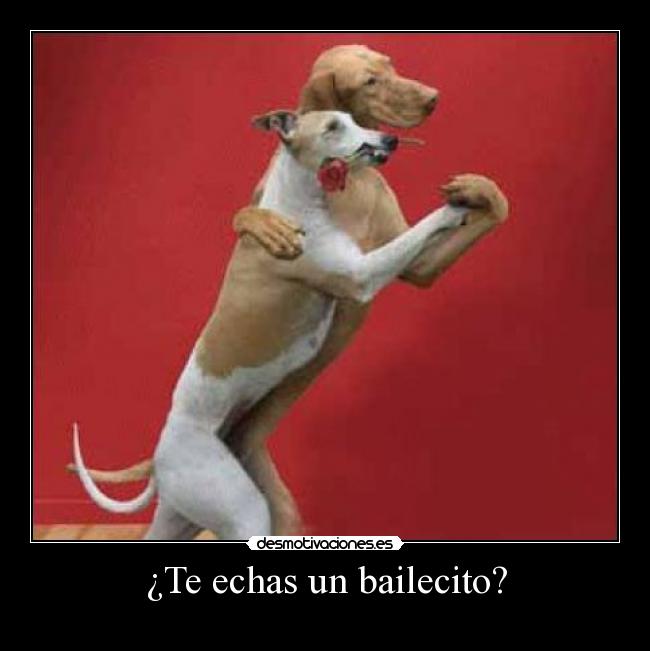 ¿Te echas un bailecito? -