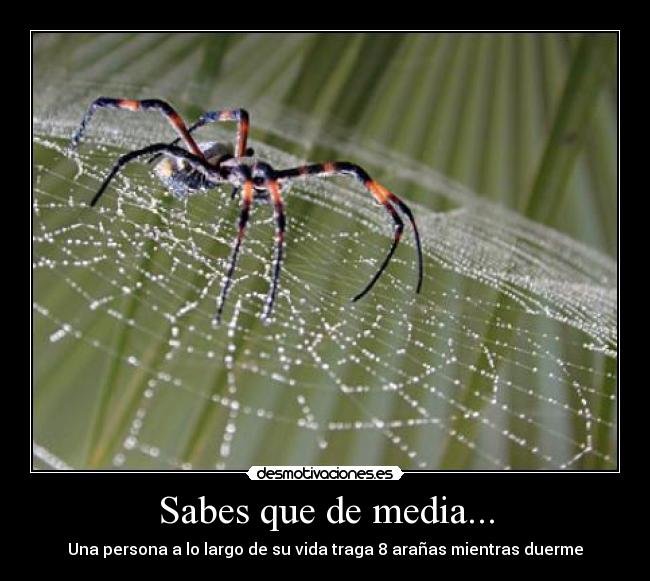 Sabes que de media... - Una persona a lo largo de su vida traga 8 arañas mientras duerme