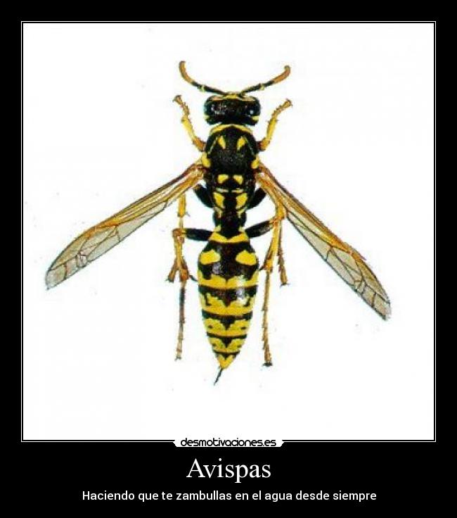 Avispas - Haciendo que te zambullas en el agua desde siempre