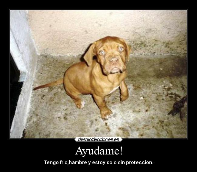 Ayudame! - Tengo frio,hambre y estoy solo sin proteccion.