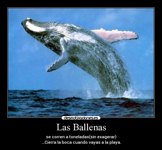 Las Ballenas - se corren a toneladas(sin exagerar)
...Cierra la boca cuando vayas a la playa.