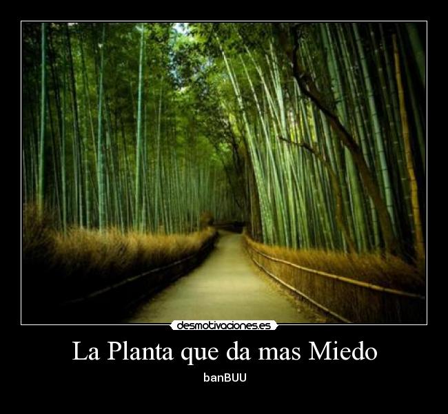 La Planta que da mas Miedo -