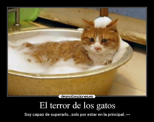 El terror de los gatos -