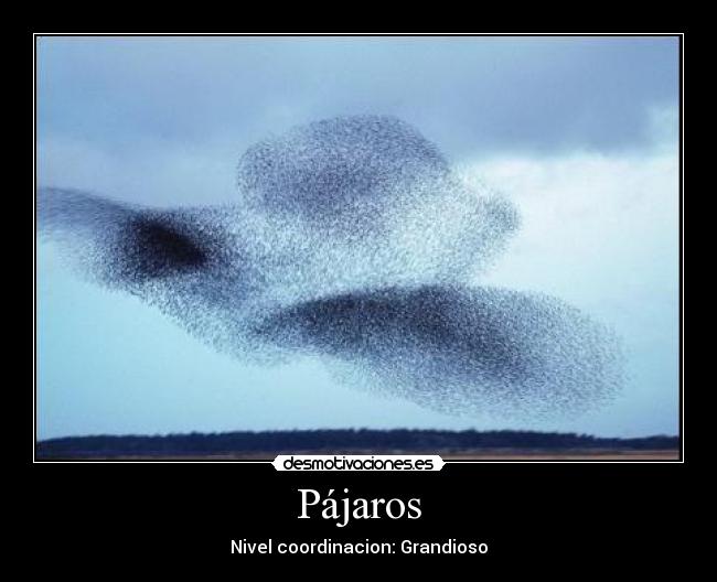 Pájaros - 