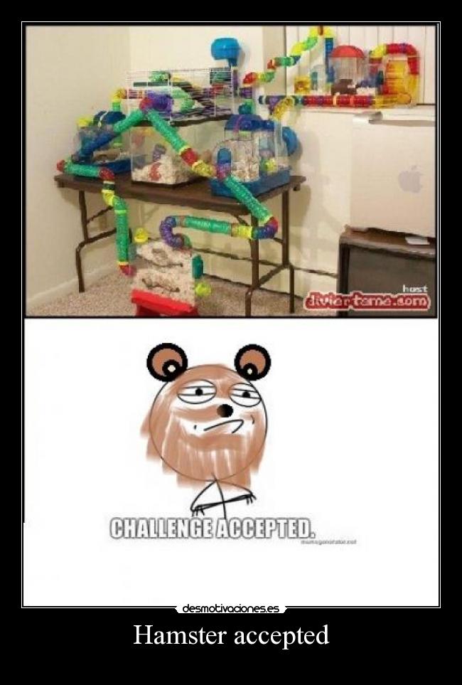 Hamster accepted - 