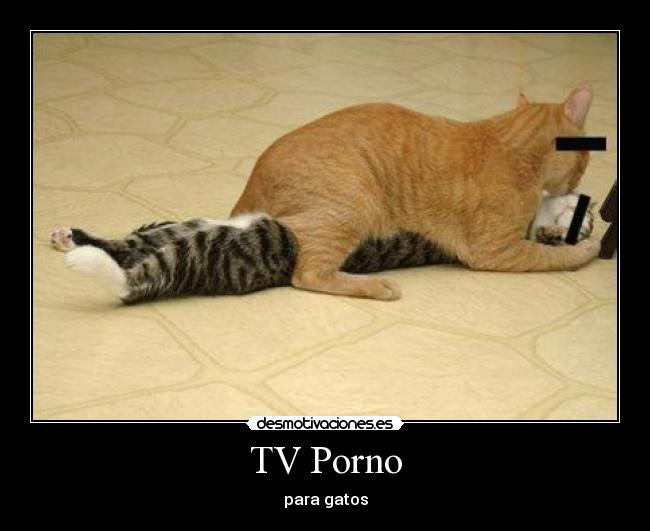 TV Porno - para gatos