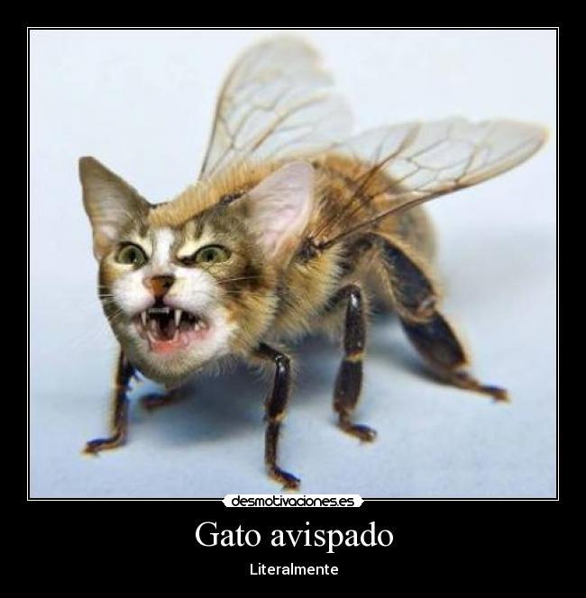 Gato avispado -