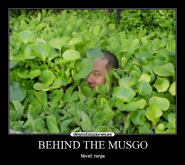 BEHIND THE MUSGO - 