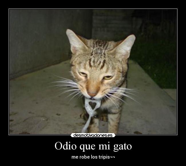 Odio que mi gato -
