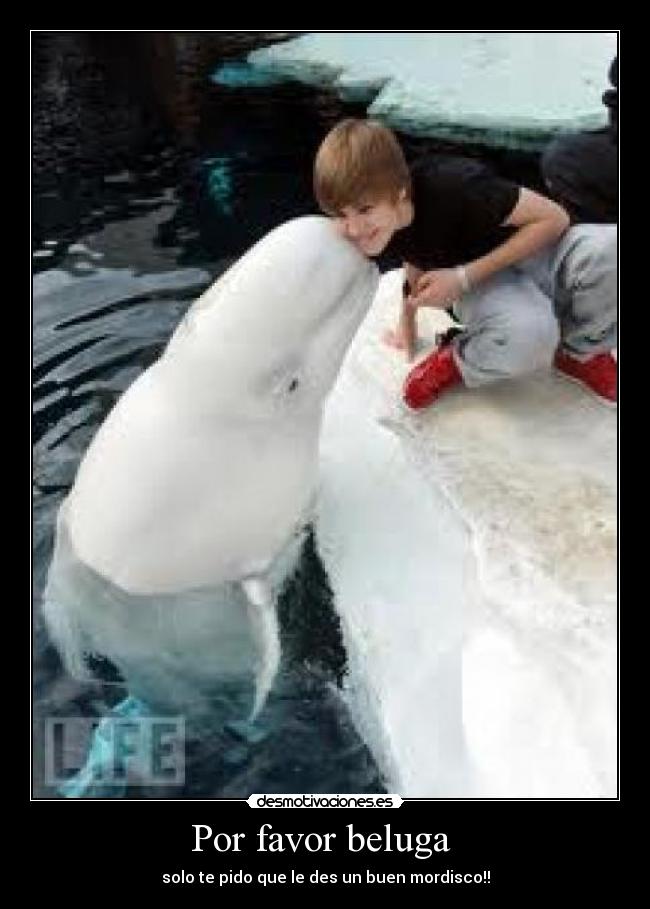Por favor beluga  - 