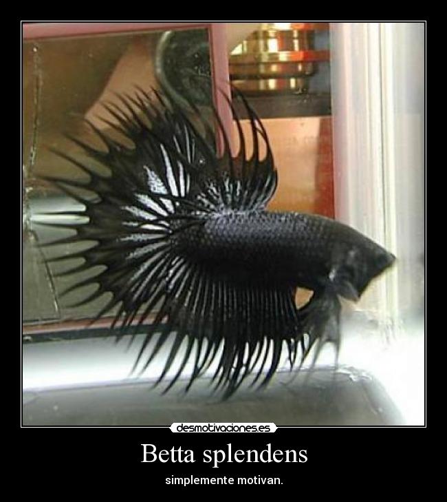 Betta splendens - 