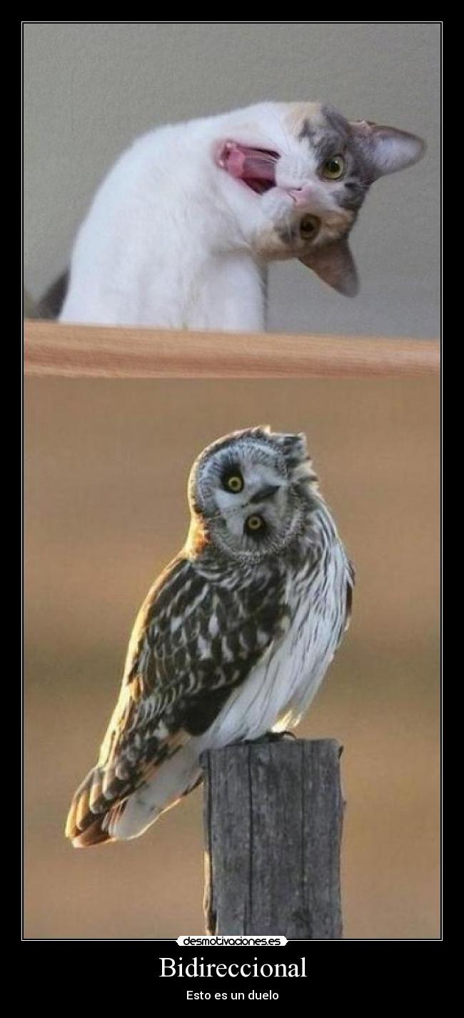 Bidireccional - Esto es un duelo