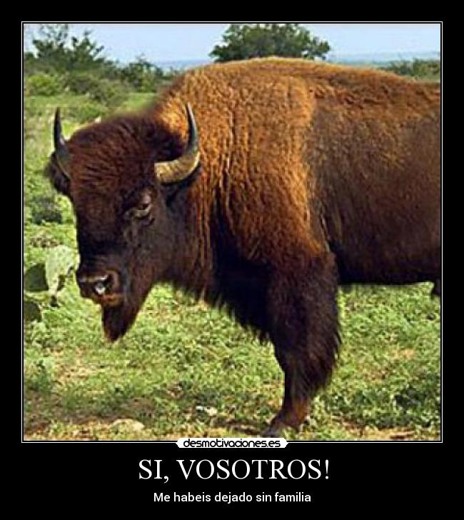 SI, VOSOTROS! -