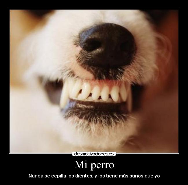 Mi perro - 